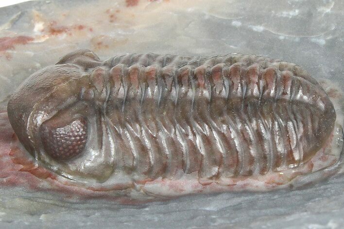 Prone Austerops Trilobite Fossil - Jorf, Morocco #363126